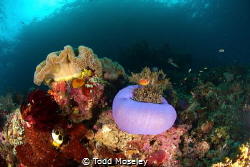 reef scene by Todd Moseley 